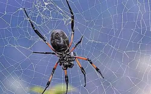梦见蜘蛛网粘在头上寓意着什么 梦见蜘蛛网缠身是啥意思