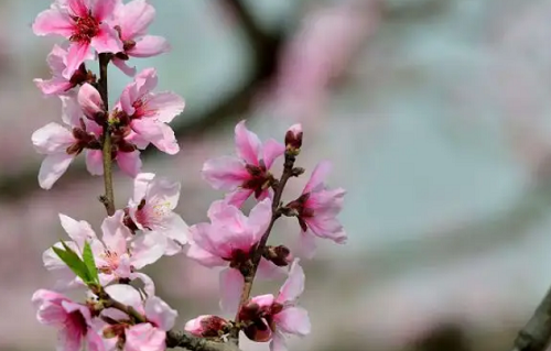 中代表什麼意思】八字命理學上,正緣星臨桃花煞或紅豔桃花叫正緣桃花